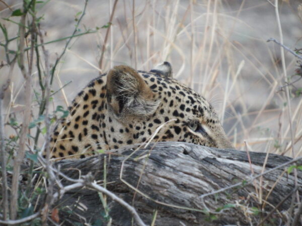 Leopard
