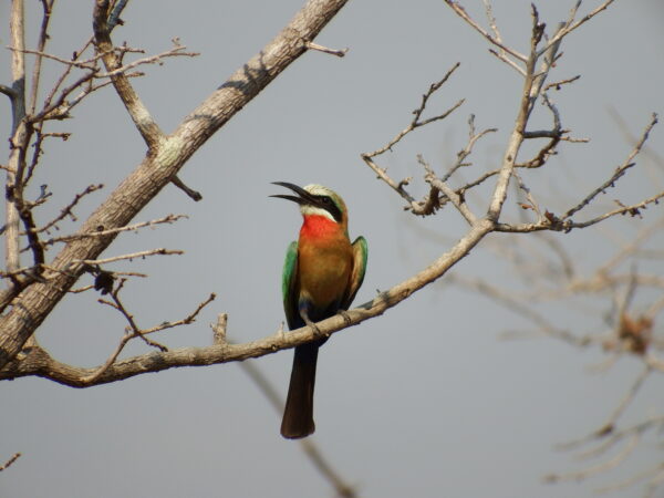 Bee eater