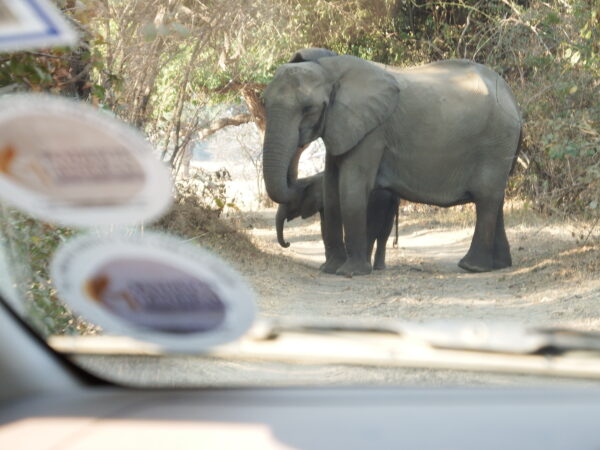 Safari impressions