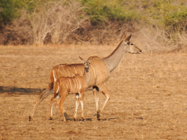 Big Kudu