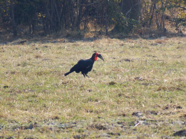 Southern ground hornbill
