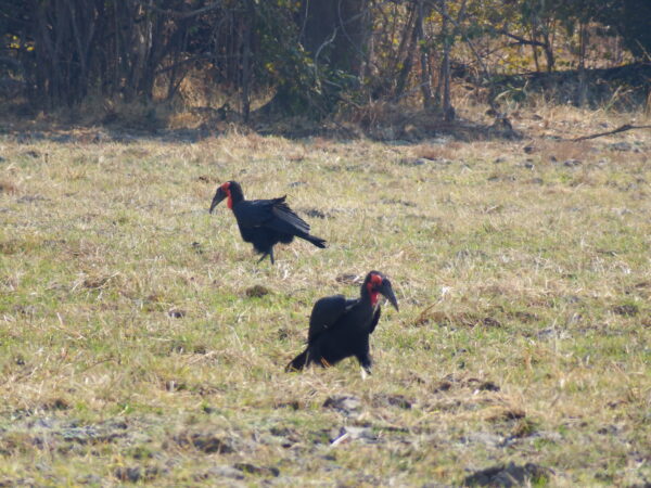 Southern ground hornbill group