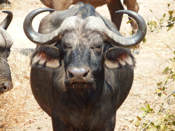 African buffalo 3