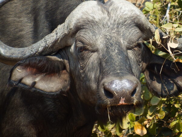 African buffalo 2