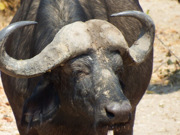African buffalo 1