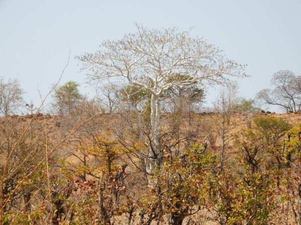 Zambian acacia 2