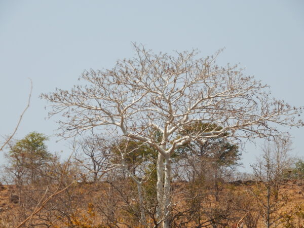 Zambian acacia 1