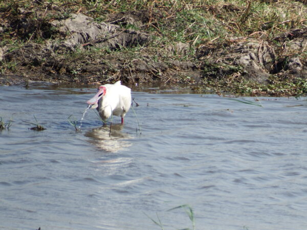 Pelikan eating