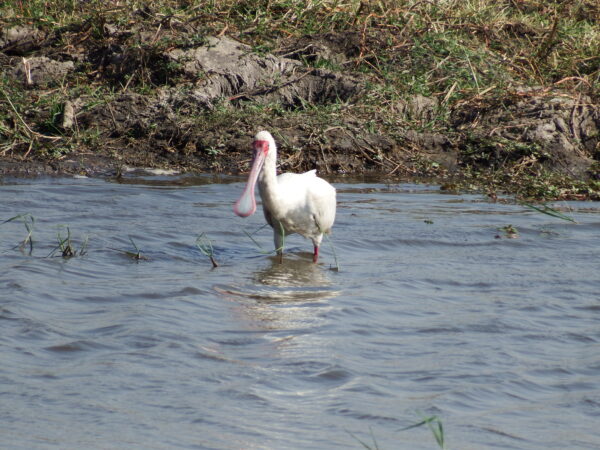 Pelikan looking for food