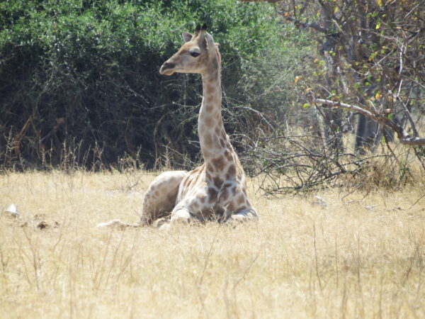 Relaxing giraffe