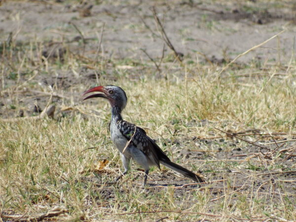 Southern Red-billed Hornbill (Tockus rufirostris)
