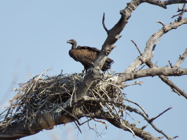 Vulture