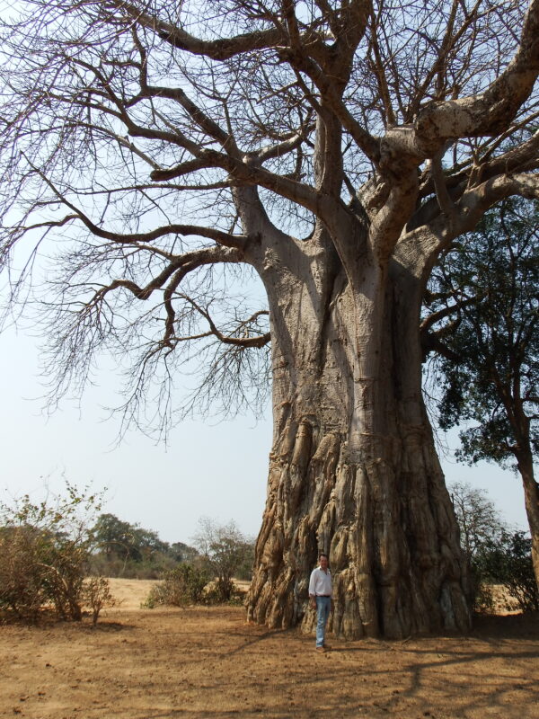 Baobab tree