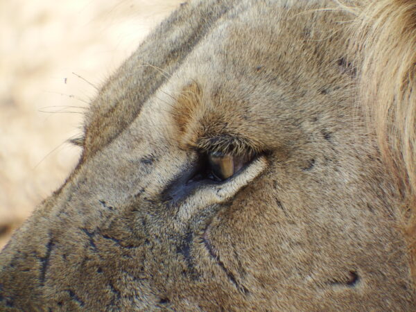 Lion focused