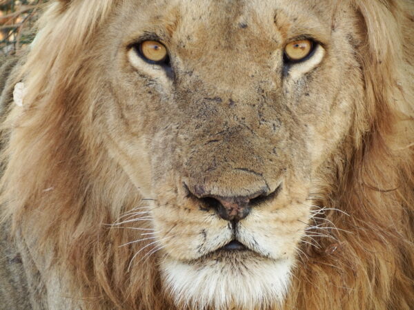 Lion eyes