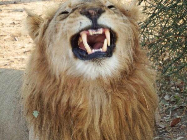 Lion smile