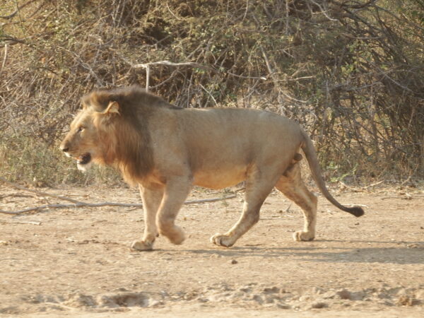 Lion walking