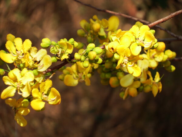 Cassod tree 2 (Senna siamea)