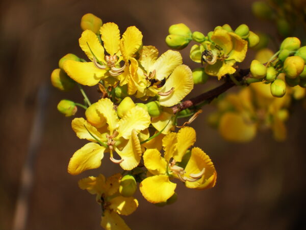 Cassod tree 1 (Senna siamea)