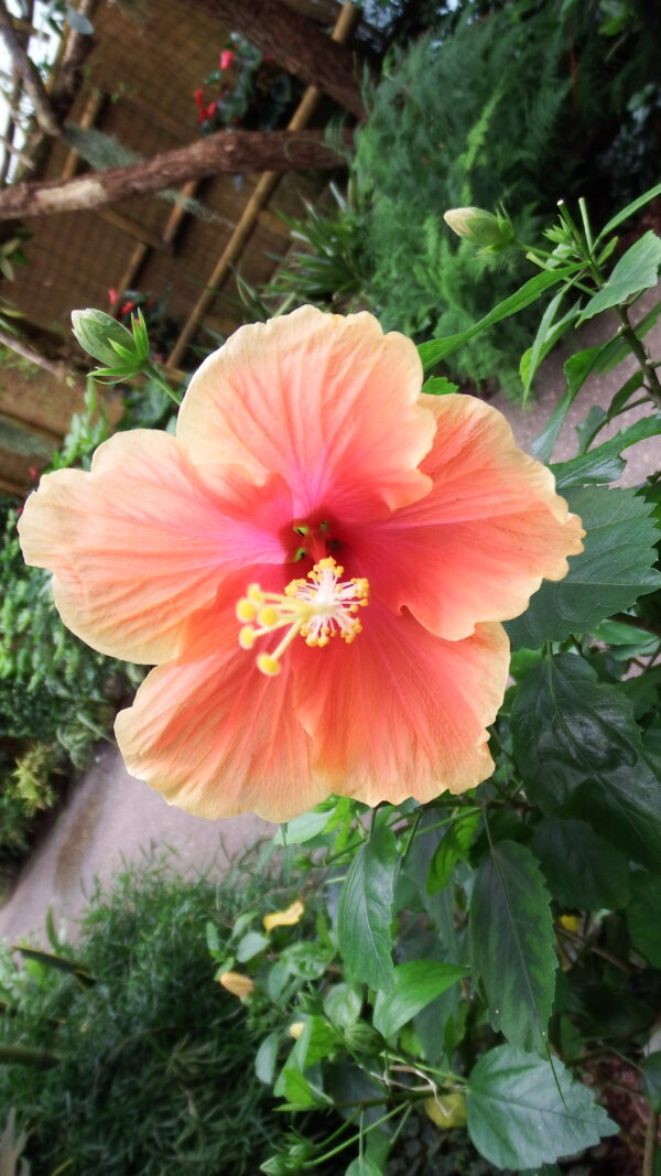 Hibiscus