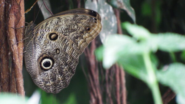 Owl butterfly