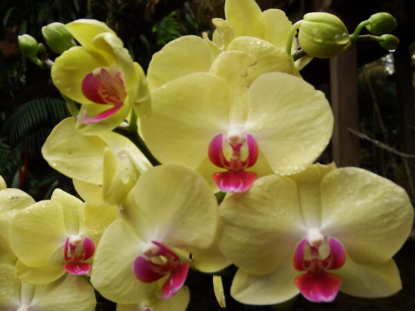Butterfly orchid (Phalaenopsis Jamaica)