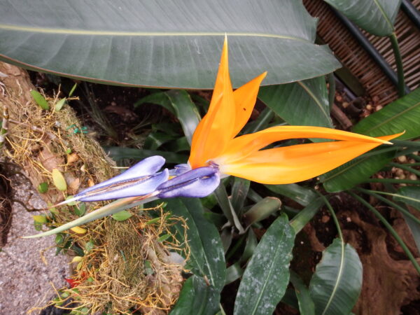 Crane Flower (strelitzia reginae)