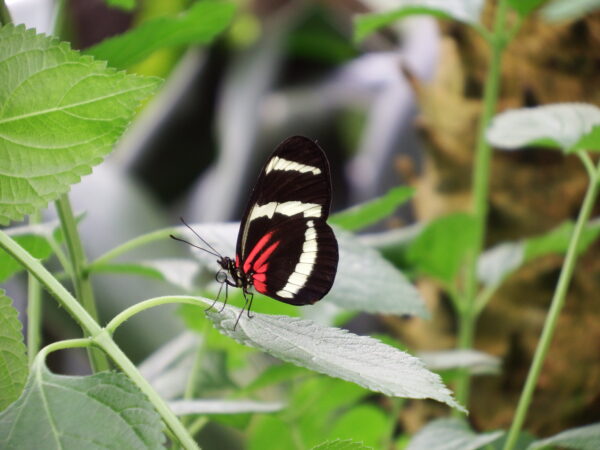 The postman (Heliconius hewitsoni)