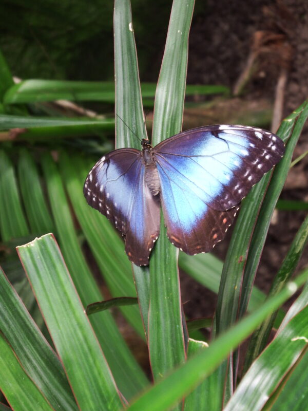 Morpho peleides