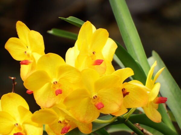 Gele orchidee