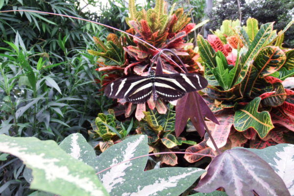Butterfly rest