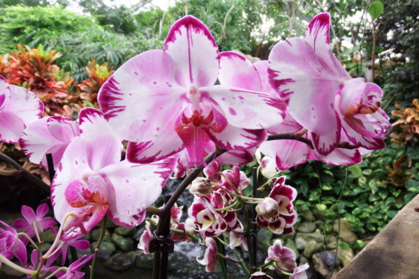 Rose Orchidee