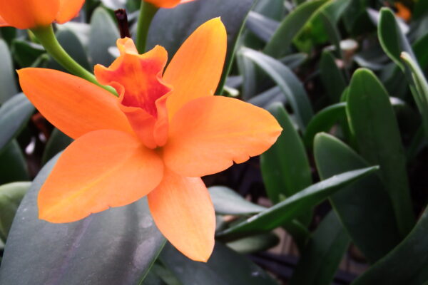 Orange Cattleya Orchid Flower