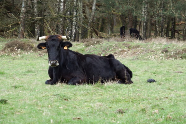Angus