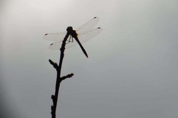 Libelle