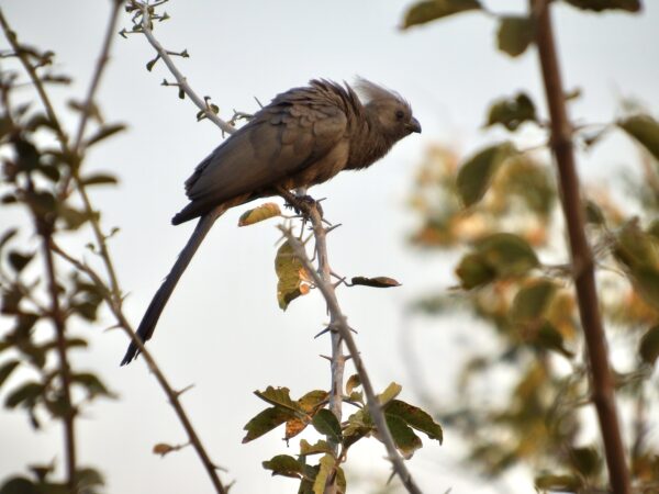 Grey go-away-bird